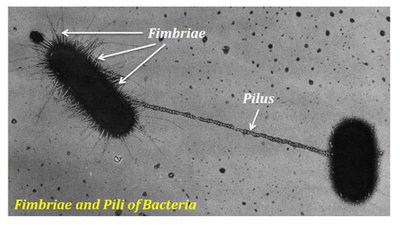 Fimbriae and pili of bacteria