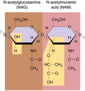 NAG and NAM chemical structure