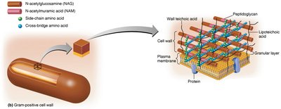Gram-positive cell wall structure