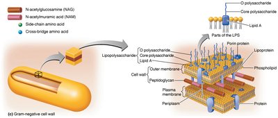 Gram-negative cell wall structure