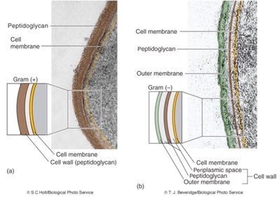 Gram-positive and Gram-negative cell wall comparison