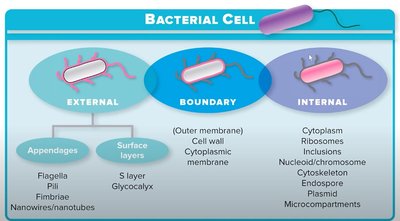 Bacterial cell: external, boundary, and internal components