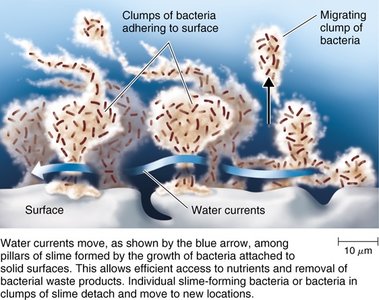 Biofilm formation and water currents