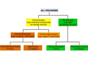 Microbial nutritional classification tree