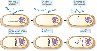 Steps of Gram-positive transformation