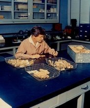 Barbara McClintock in the laboratory