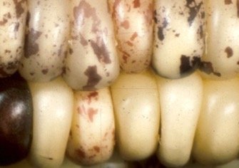 Corn with jumping genes (transposons)