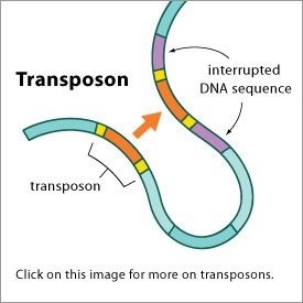 Diagram of a transposon interrupting a DNA sequence