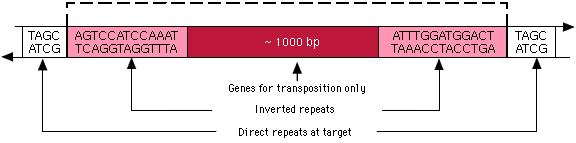 Structure of an insertion sequence with inverted repeats