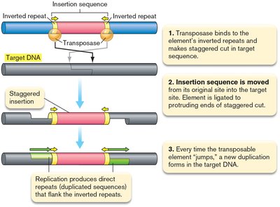 Basic steps of transposition: insertion sequence movement