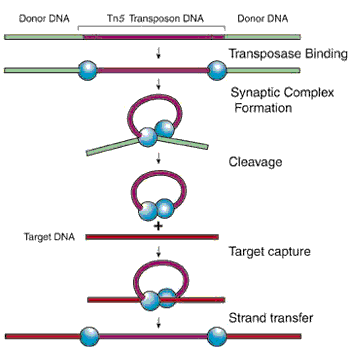 Molecular mechanism of transposase action