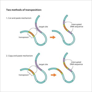 Two methods of transposition: cut-and-paste and copy-and-paste