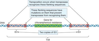 Composite transposon structure