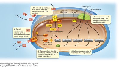 Quorum sensing and transformasome formation in Gram-positive transformation