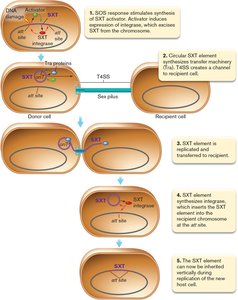 Conjugative transposition mechanism