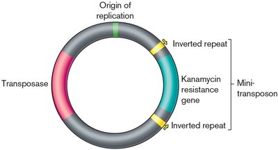 Transposon mutagenesis and analysis in a mouse model