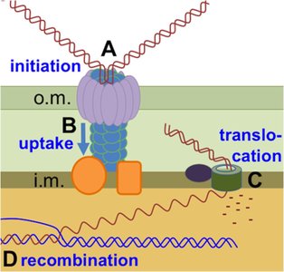 Molecular mechanism of DNA uptake and recombination in transformation