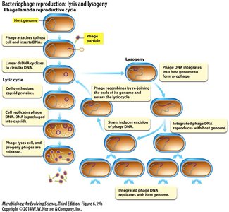 Bacteriophage lytic and lysogenic cycles