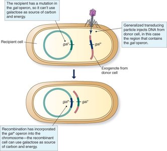 Generalized transduction mechanism