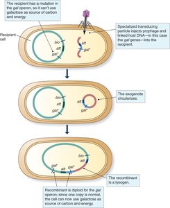 Specialized transduction mechanism