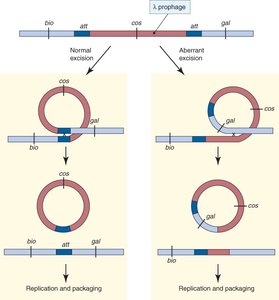 Normal and aberrant excision of lambda phage DNA
