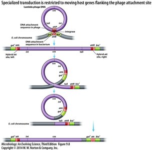 Specialized transduction is restricted to genes flanking the phage attachment site