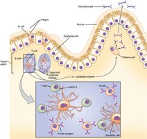 MALT in the intestinal mucosa