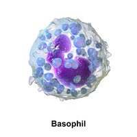 3D rendering of a basophil