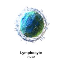 Lymphocyte (B cell) 3D rendering