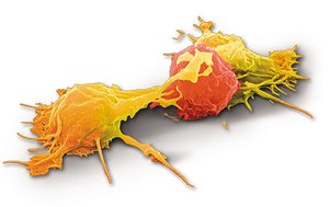 Natural killer cell SEM