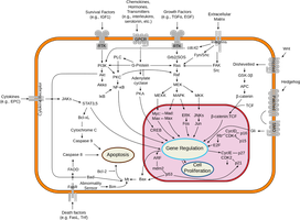 Interleukin signaling pathways