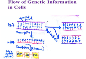 Flow of genetic information in cells: DNA replication, transcription, and translation