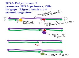 DNA Polymerase I removes primers and ligase seals DNA