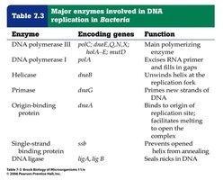 Table of major enzymes in DNA replication