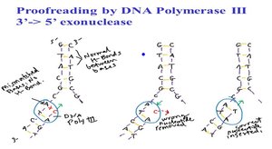 Proofreading by DNA polymerase III