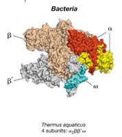 Bacterial RNA polymerase subunit structure
