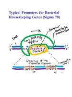Promoter recognition by sigma factor