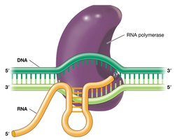 Rho-independent transcription termination