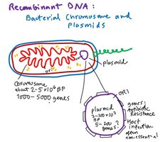 Bacterial chromosome and plasmid structure