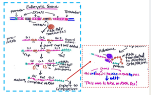 Eukaryotic gene: mRNA processing