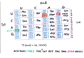 The genetic code table