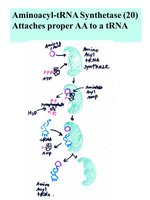 Aminoacyl-tRNA synthetase function