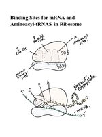 Ribosome tRNA binding sites
