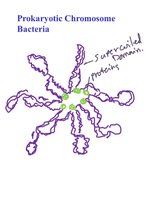 Supercoiled prokaryotic chromosome structure