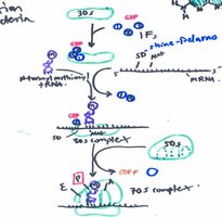 Translation initiation in Bacteria, Archaea, and Eukarya
