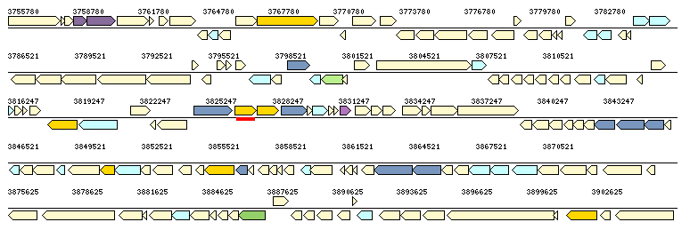 Map of part of a bacterial chromosome showing operons