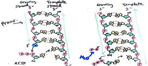 DNA synthesis: primer, template, and dNTPs