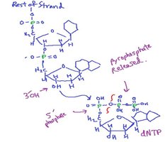 Biochemistry of DNA synthesis: nucleotide addition and pyrophosphate release