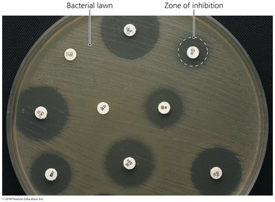 Zones of inhibition in a diffusion susceptibility test