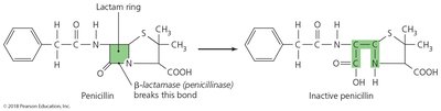 How beta-lactamase renders penicillin inactive